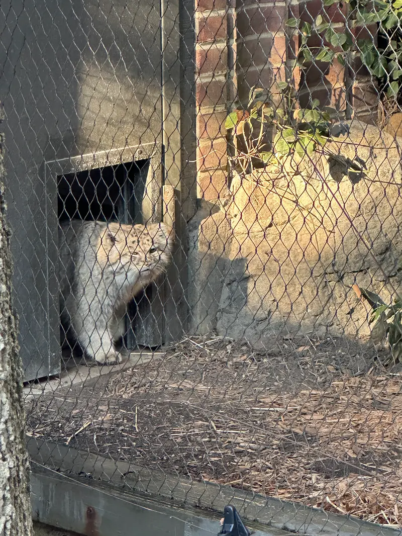 A photograph of Batu in Prospect Park Zoo