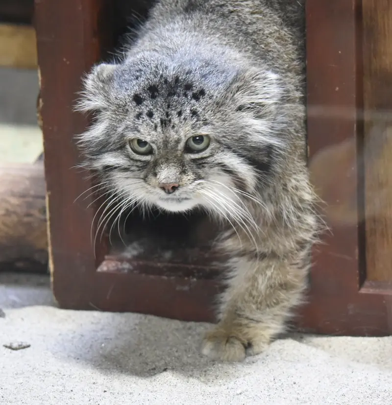 A photograph of Klyon in Ueno Zoological Gardens
