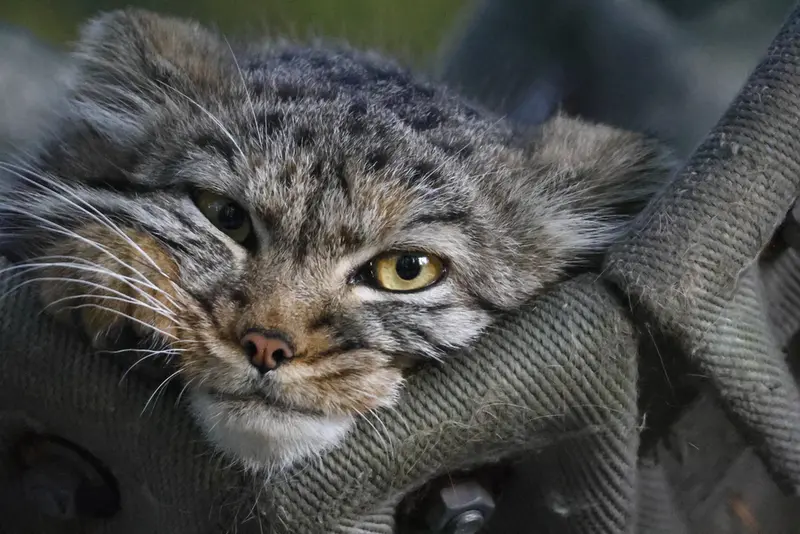 A photograph of a Pallas's cat in Novosibirsk Zoo