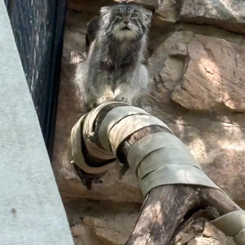 A photograph of Tai Chi in Pueblo Zoo