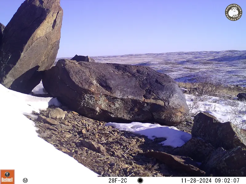 A photograph of Kazakh pika from Koshkar camera trap