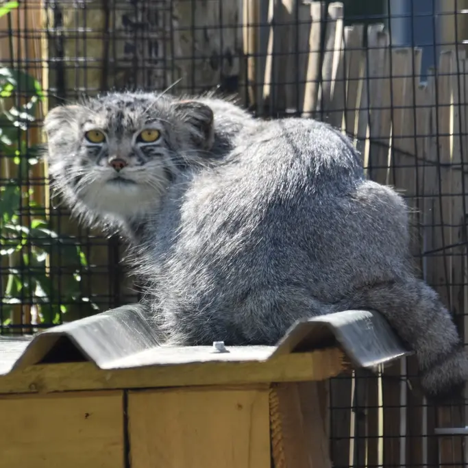 A photograph of a Pallas's cat
