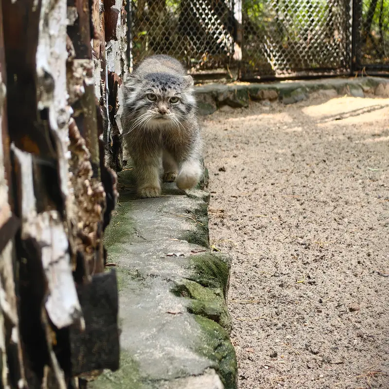 A photograph of Lastochka in Novosibirsk Zoo