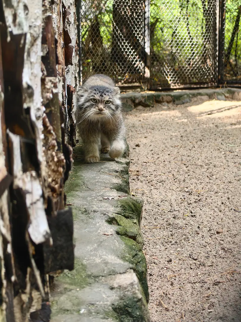A photograph of Lastochka in Novosibirsk Zoo