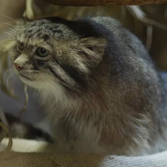 A photograph of a Pallas's cat in Ueno Zoological Gardens