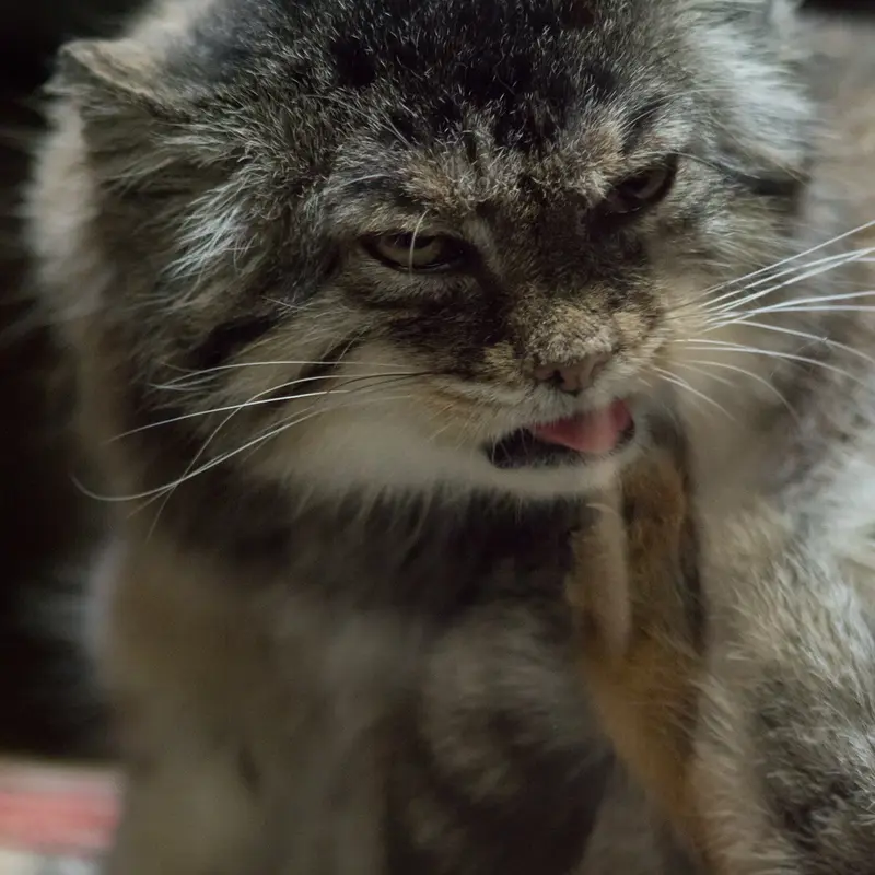 A photograph of Primula in Ueno Zoological Gardens