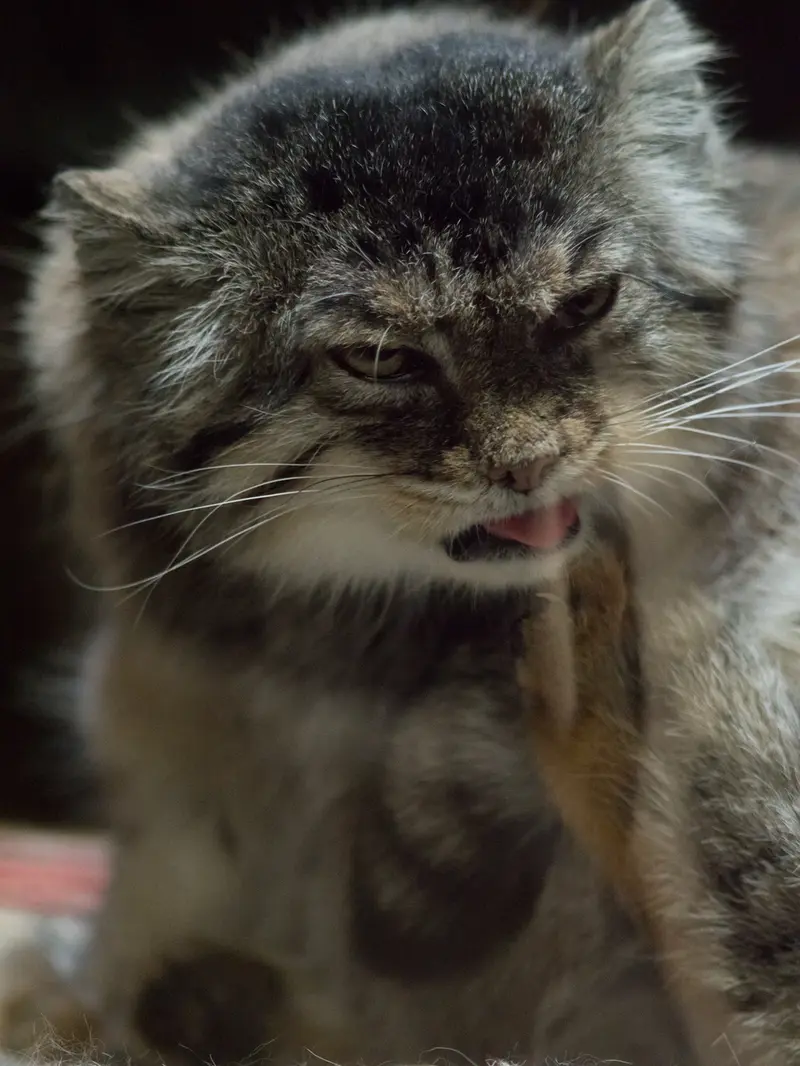 A photograph of Primula in Ueno Zoological Gardens