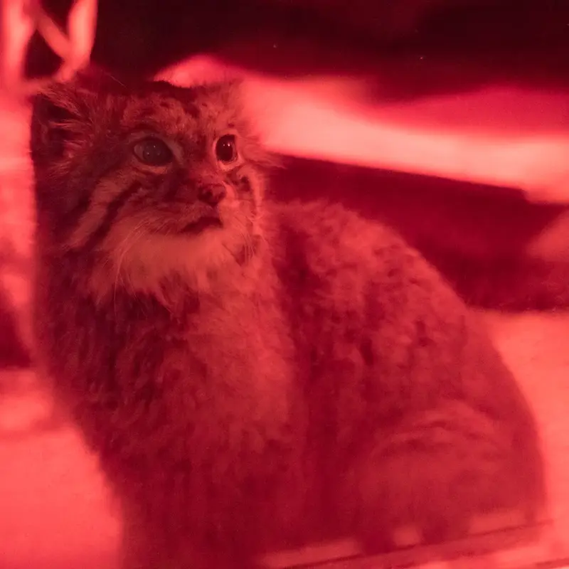A photograph of Naim in Ueno Zoological Gardens