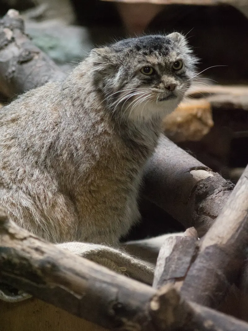 A photograph of a Pallas's cat