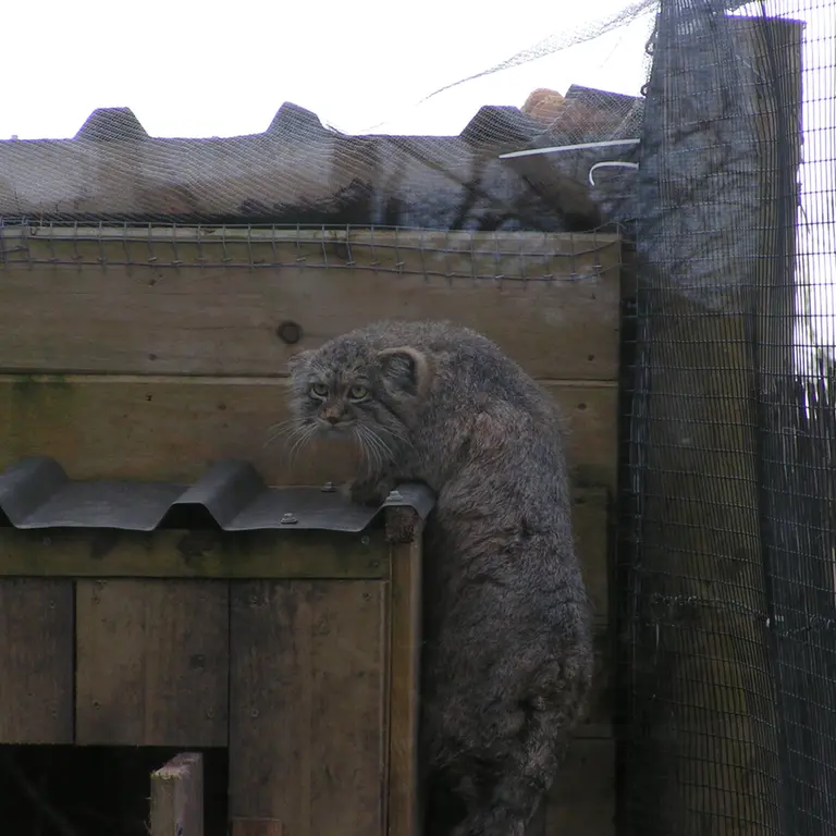 A photograph of Altai in The Lakeland Wildlife Oasis