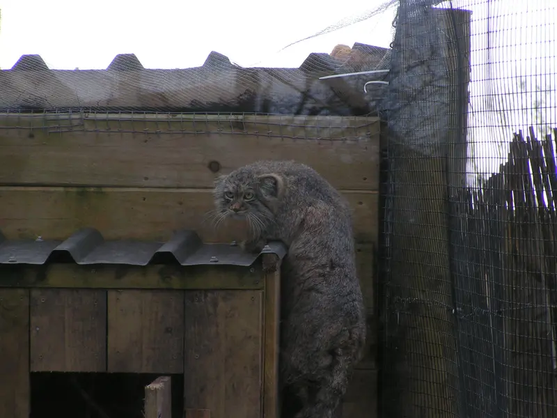 A photograph of Altai in The Lakeland Wildlife Oasis