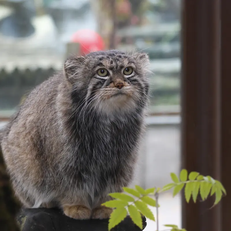 A photograph of a Pallas's cat