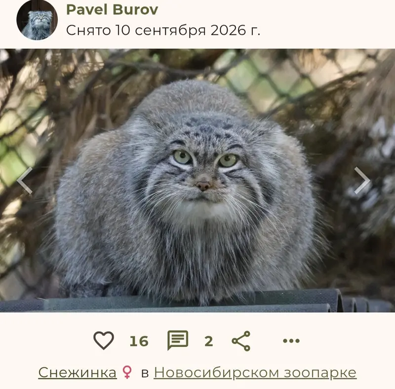 A photograph of a Pallas's cat