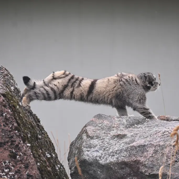 A photograph of Saimi in Korkeasaari Zoo