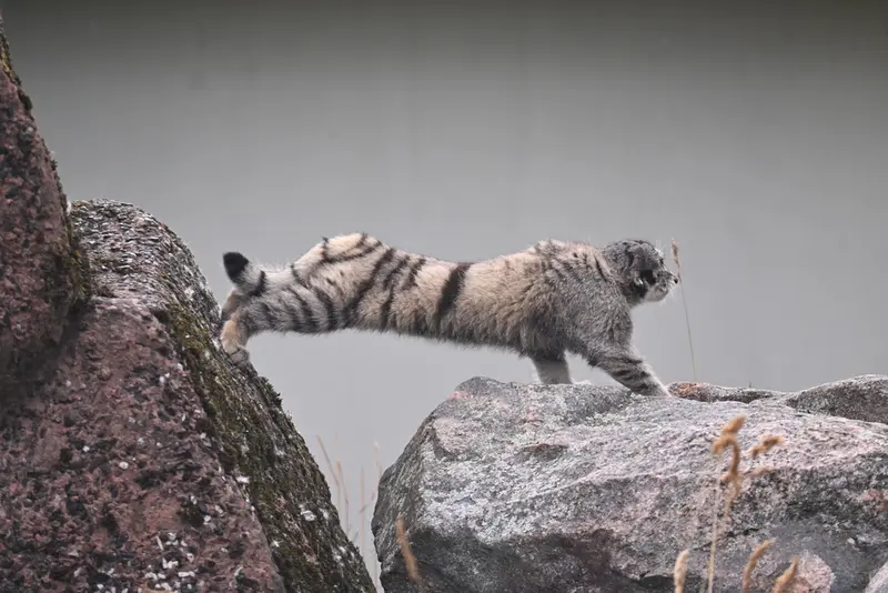 A photograph of Saimi in Korkeasaari Zoo