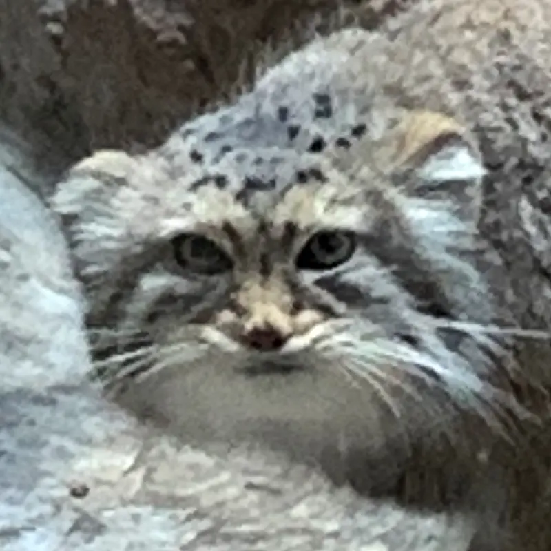 Mischa the Pallas's cat from Birmingham Zoo