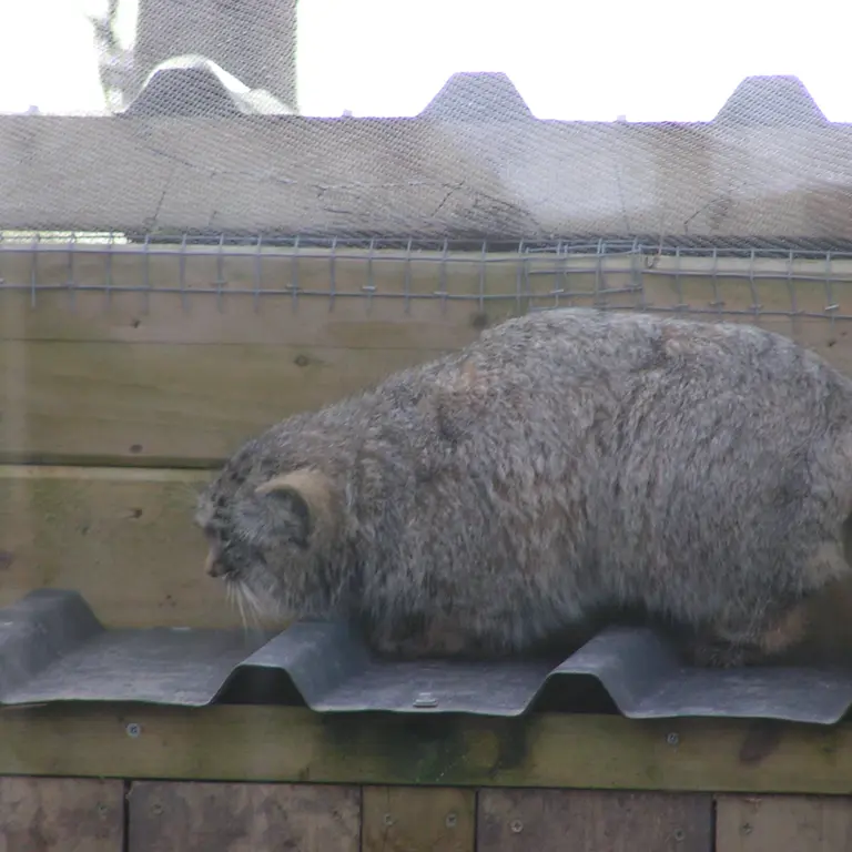 A photograph of Altai in The Lakeland Wildlife Oasis