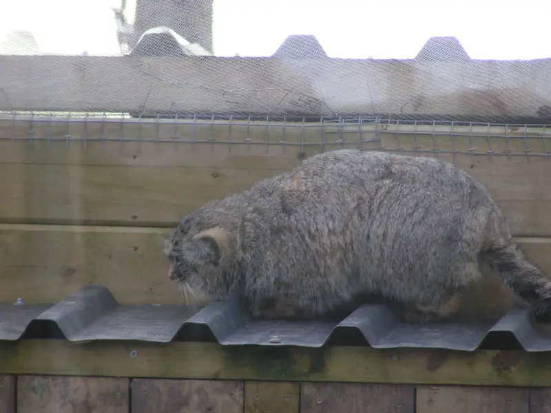 A photograph of Altai in The Lakeland Wildlife Oasis