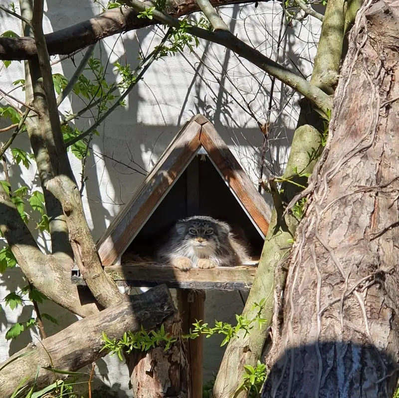 A photograph of Pomponnette in Lille Zoo