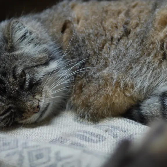 A photograph of a Pallas's cat in Ueno Zoological Gardens
