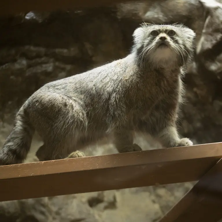 A photograph of Klyon in Ueno Zoological Gardens