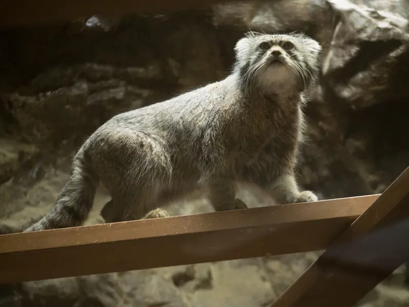 A photograph of Klyon in Ueno Zoological Gardens