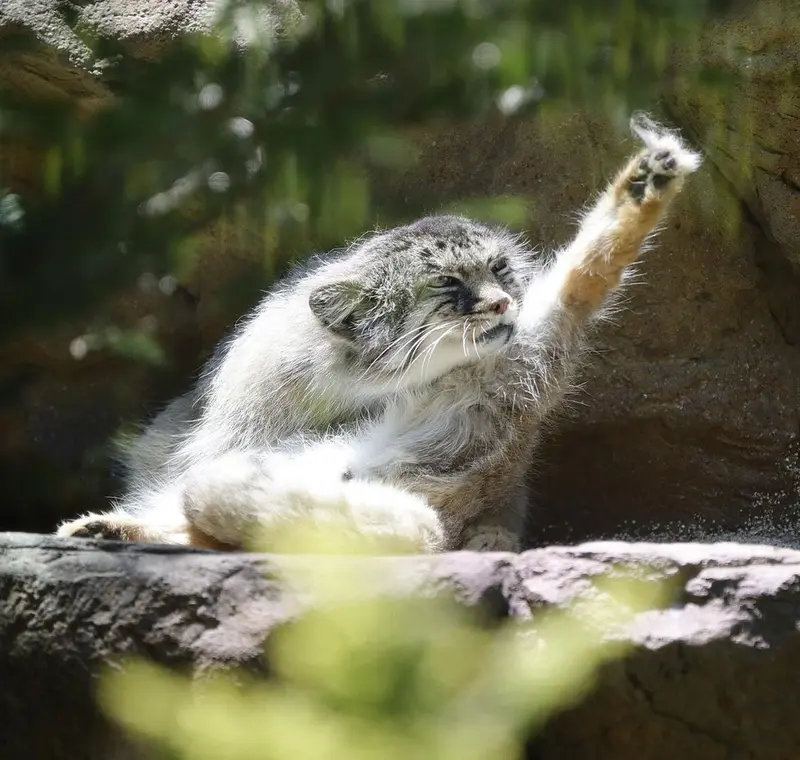 A photograph of a Pallas's cat