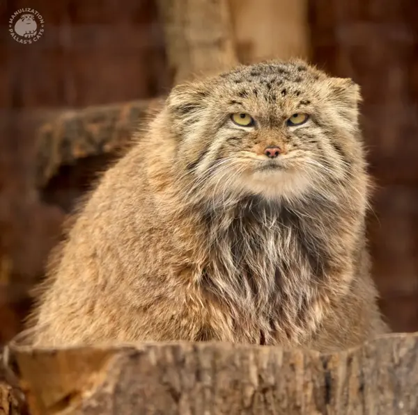 A photograph of a Pallas's cat