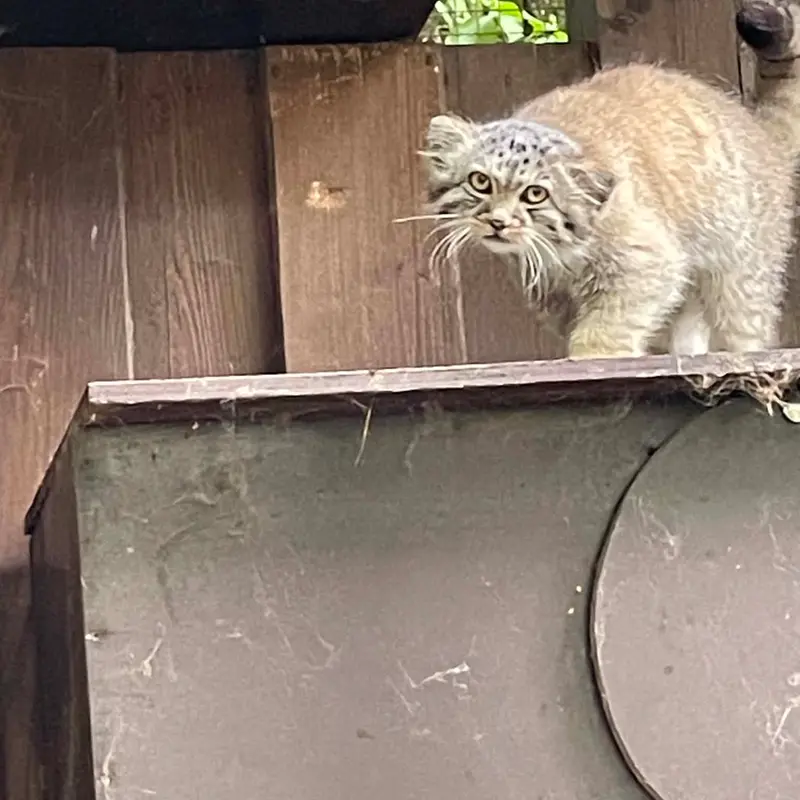 A photograph of Kitten of Alani b.2026 Ⅱ in Košice Zoo