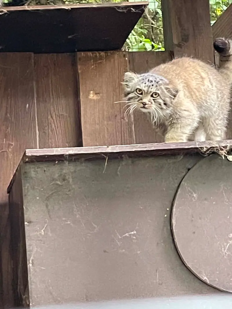 A photograph of Kitten of Alani b.2026 Ⅱ in Košice Zoo