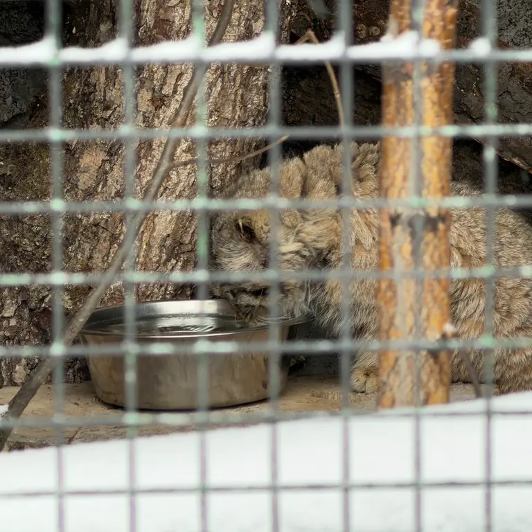 A photograph of Sven in Leningrad zoo
