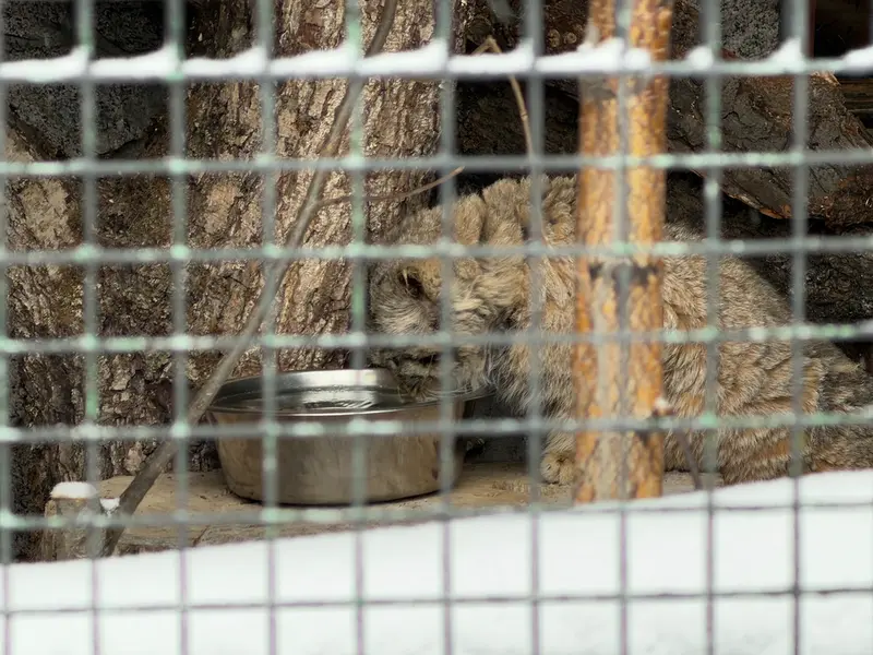 A photograph of Sven in Leningrad zoo