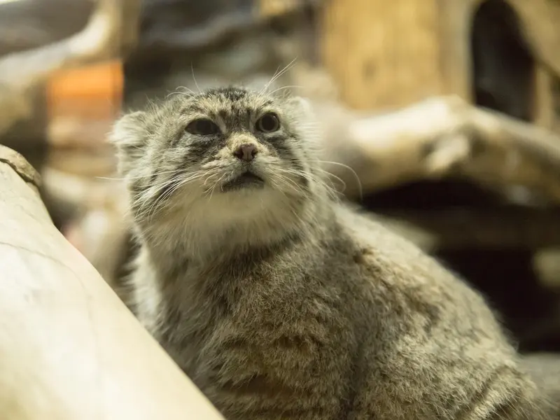 A photograph of Primula in Ueno Zoological Gardens