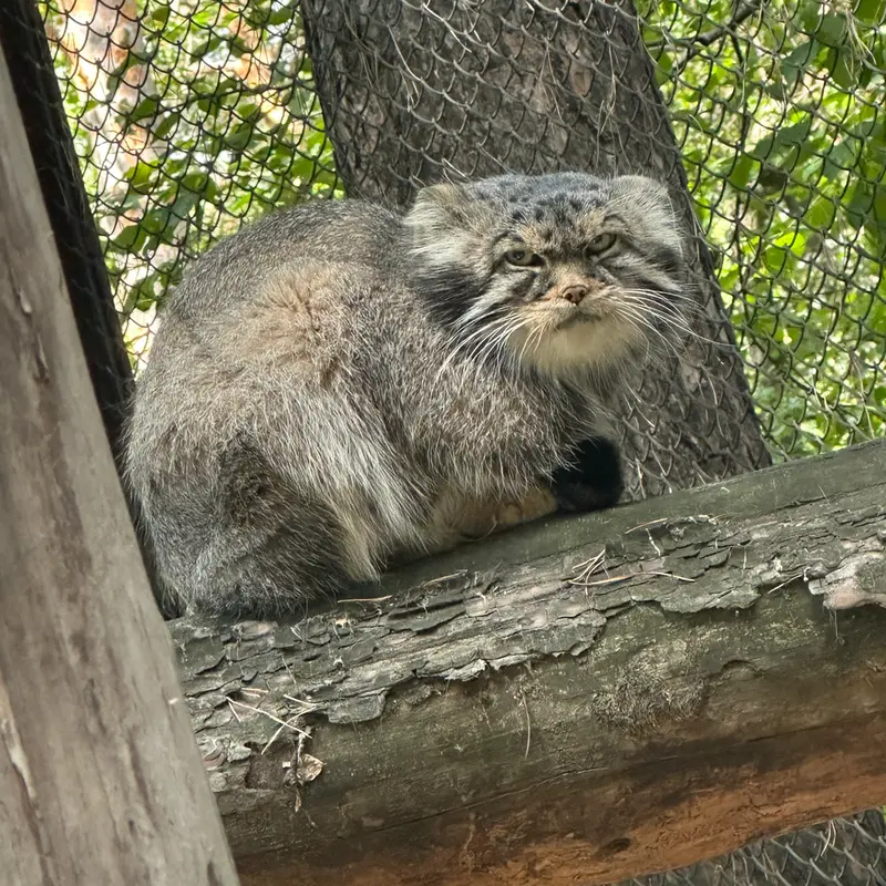 A photograph of George in Novosibirsk Zoo