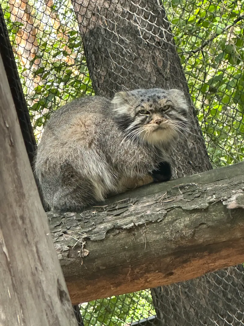 A photograph of George in Novosibirsk Zoo