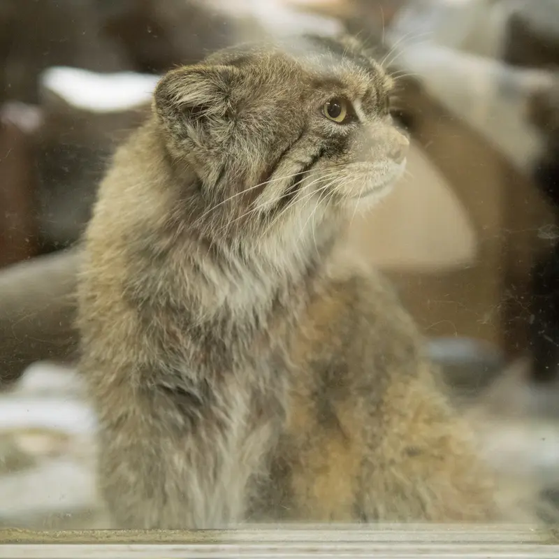 A photograph of Primula in Ueno Zoological Gardens
