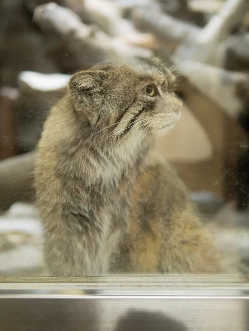 A photograph of Primula in Ueno Zoological Gardens