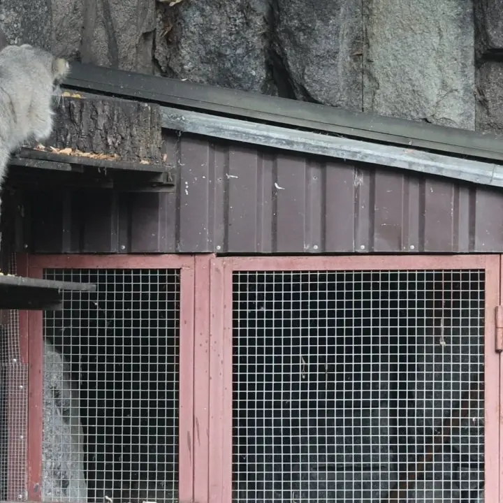 A photograph of Timofey in Moscow zoo
