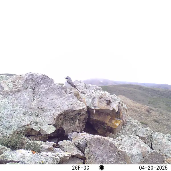 A photograph of a Pallas's cat from Besshoky 1 camera trap