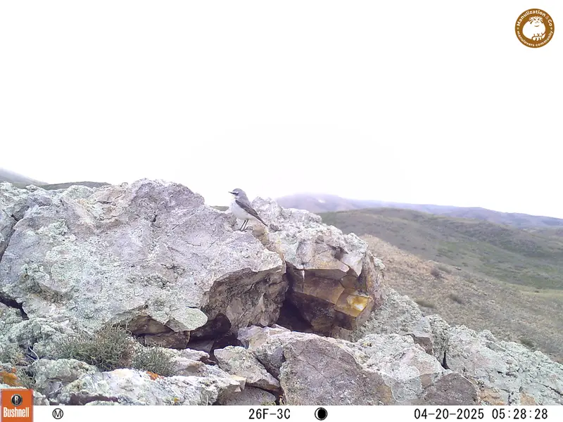 A photograph of a Pallas&#039;s cat from Besshoky 1 camera trap