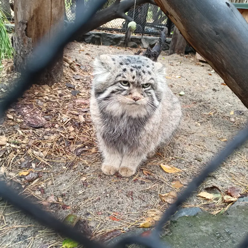 A photograph of George in Novosibirsk Zoo