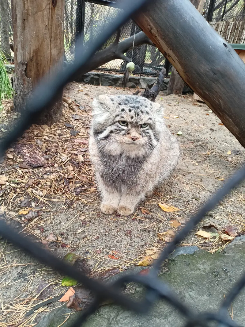 A photograph of George in Novosibirsk Zoo