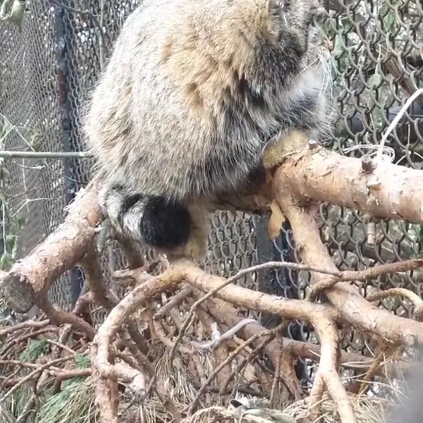 A photograph of a Pallas's cat in Novosibirsk Zoo