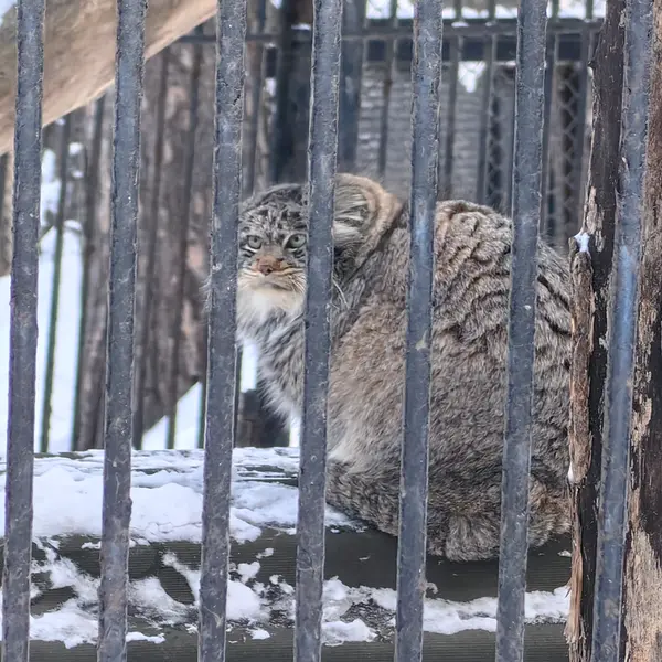 A photograph of Bandit in Novosibirsk Zoo