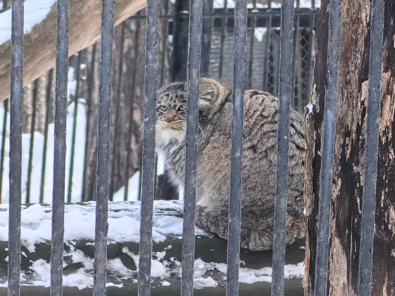 A photograph of Bandit in Novosibirsk Zoo