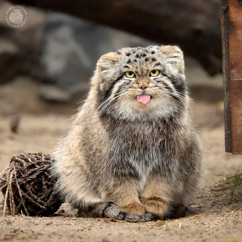 A photograph of Katun in Novosibirsk Zoo