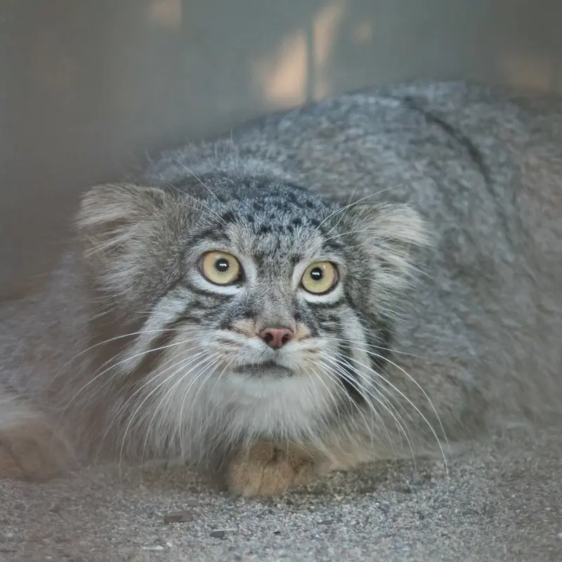 A photograph of Figa in Nogeyama Zoo