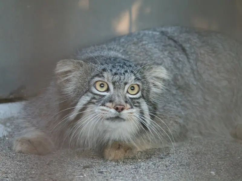 A photograph of Figa in Nogeyama Zoo