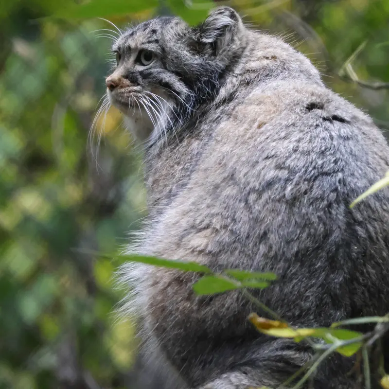 A photograph of Zosya in Novosibirsk Zoo