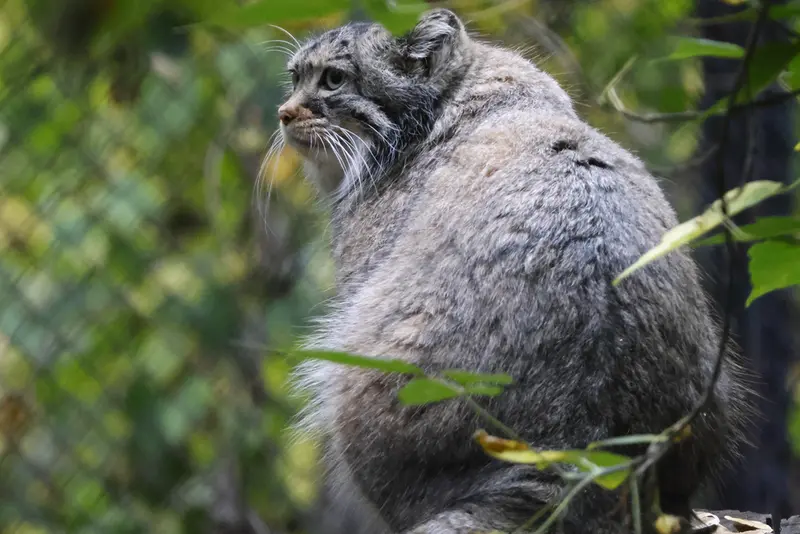 A photograph of Zosya in Novosibirsk Zoo